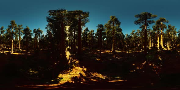 VR360 in Sequoia National Park