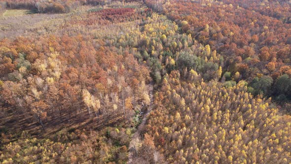 Aerial view of autumn forest landscape in sunny day. Travel and nature concept