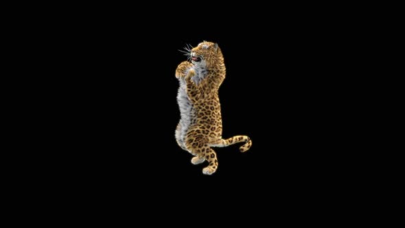 Leopard Dancing HD