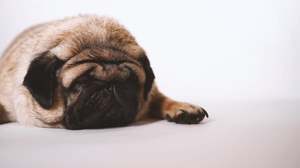 A Beautiful Sad Pug Lies on Isolated White Background