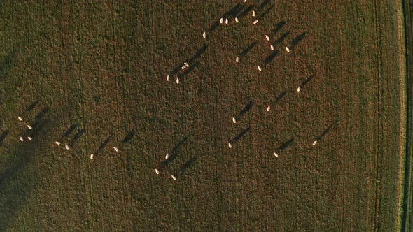 Aerial drone video of Sheep in fields on a farm in rural countryside farmland scenery, top down vert