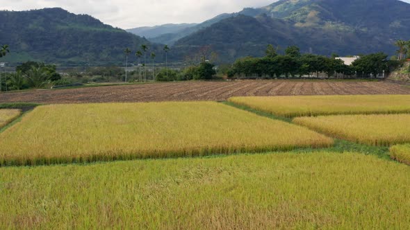 Drone fly over paddy rice field