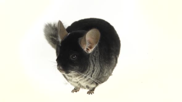 Gray Chinchilla at White Background. Close Up