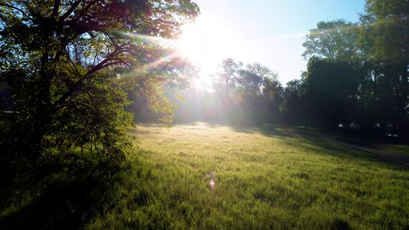 Sun Shines in the Forest Through the Trees and Tree Branches Near a Clearing