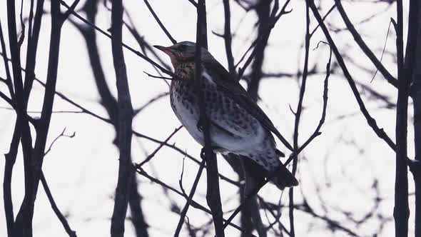 Fieldfare Bird (Turdus Pilaris) Perched on Tree Branch in Winter