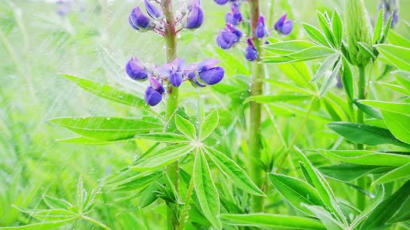 Lupins in the rain, slow motion