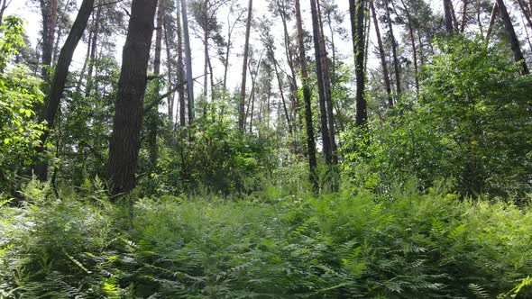 Trees in the Forest By Summer Day