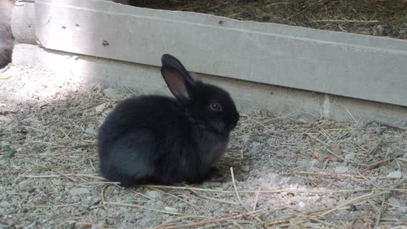 Close Up of an Adorable Black Baby Rabbit