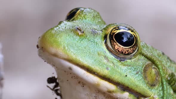 Frog Sits on the Sand Near the River Shore. Portrait of Green Toad.