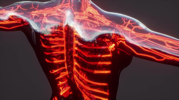 Human Circulatory System with Heart and Vessels Anatomy alt