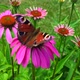 Big black butterfly Monarch walks on plant - VideoHive Item for Sale