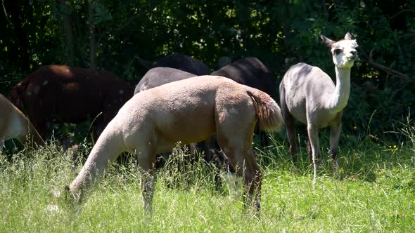 Group of wild alpacas grazing on pasture in wilderness during sunny day in nature. Static Medium sho