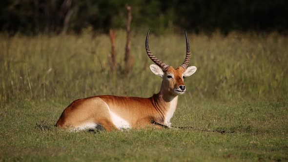 Red Lechwe Antelope