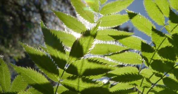 Green Leaves with Sun and Lens Flare