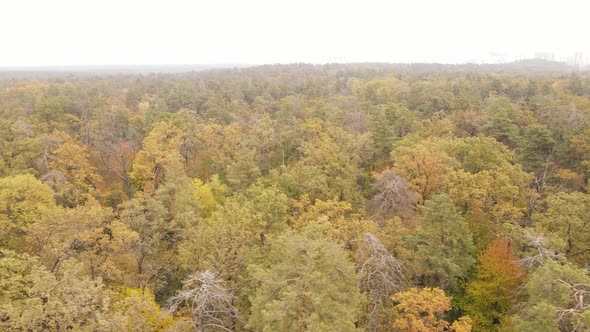 Forest with Trees in the Fall During the Day