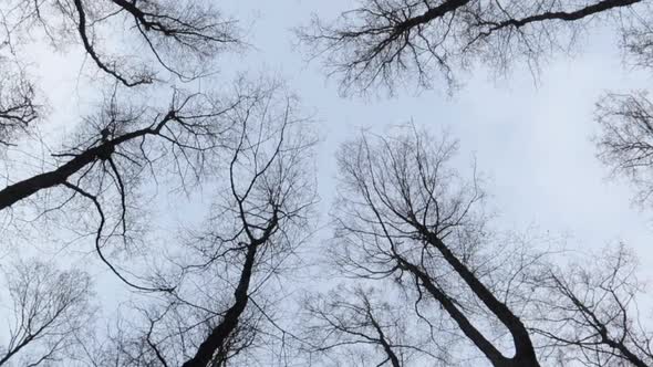 walking looking up at the treetops in winter with blue and grey sky and dark trees