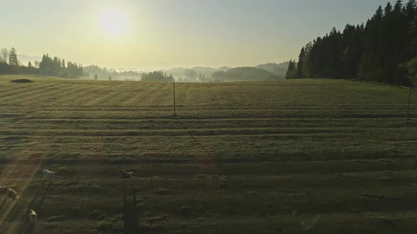 Suggestive shot of grazing cows over sunlit meadows, Poland. Aerial backward