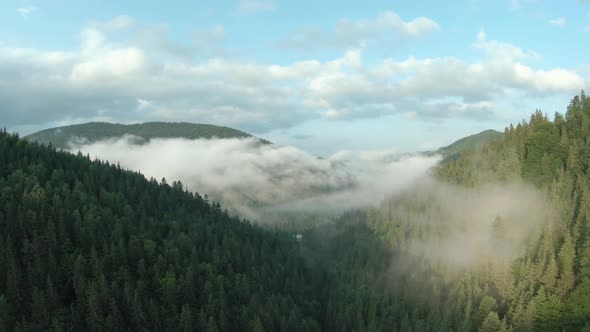 Flight Over Mountains Covered with Coniferous Forest