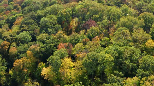 Beautiful flight above the trees. Autumn forest. Yellow, red, green leaves on the trees.