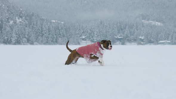 Dog Playing in the Snow