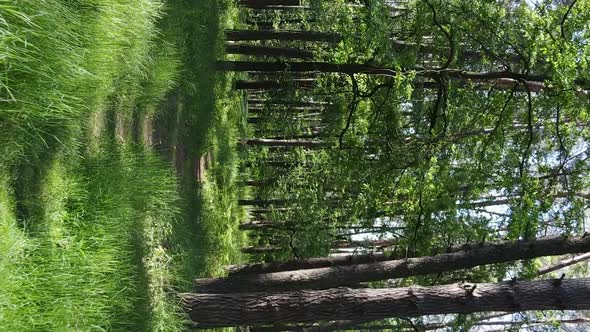 Vertical Video Aerial View Inside a Green Forest with Trees in Summer