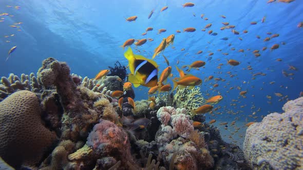 Tropical Clownfish and Sea Anemone