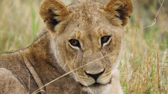 Lion Cub Lying On The Grass In Central Kalahari Game Reserve In Botswana. close up