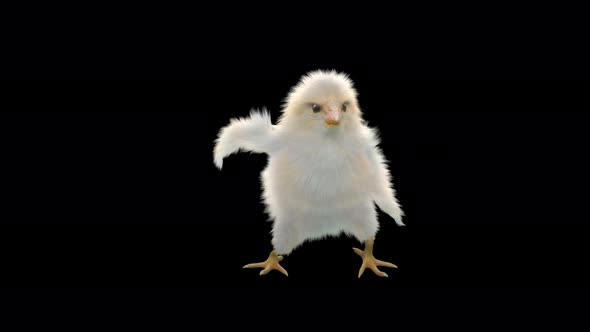 22 Baby Chicks Dancing 4K