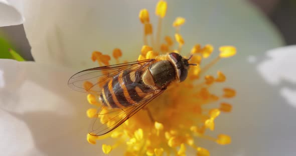 Hoverflies Flower Flies or Syrphid Flies Insect Family Syrphidae