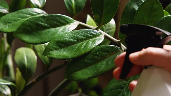 A woman's hand is spraying the leaves of a Zamioculcas plant. Drops of water remain on the green