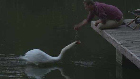 Man And White Swan Close Up Man is Sitting at The