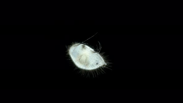 Sea Ostracoda Under a Microscope Oligostraca Superclass