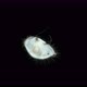 Sea Ostracoda Under a Microscope Oligostraca Superclass - VideoHive Item for Sale