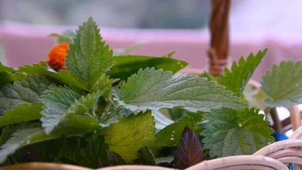 Nettle And Other Herbs In A Wicker Basket 