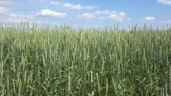 Wheat Field And Blue Sky