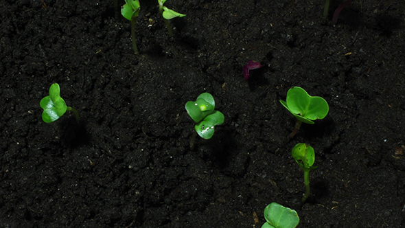 Young Green Sprouts On Black Organic Soil