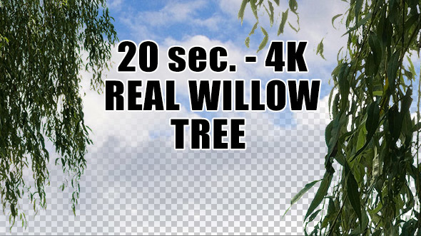 Real Willow Tree with Alpha Channel