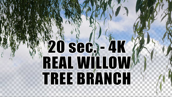 Real Willow Tree Branch with Alpha Channel