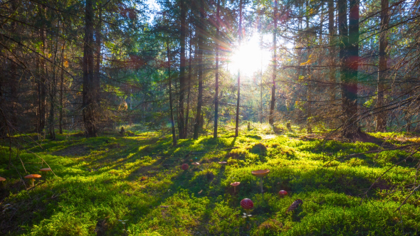 Magic Forest And Toadstools