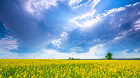 Rapeseed Field And Dramatic Sky