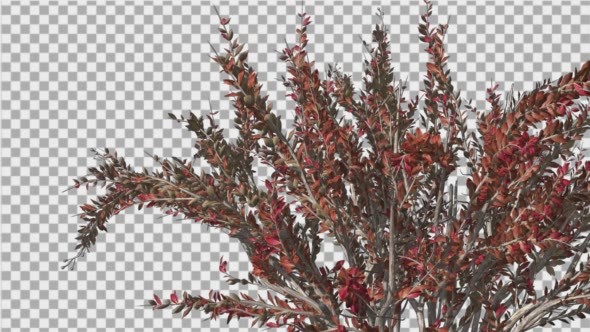 Crape Myrtle Bush Red LeavesSwaying Branches