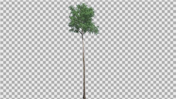 Flooded Gum Tree Thin Tall Tree Trunk Green alt