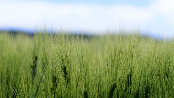 Wheat Swaying In Farm On Sunny Day