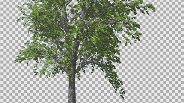 European Linden Tree Green Swaying Branches alt