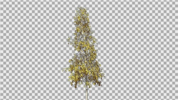 European Aspen Thin Tree Swaying Tree Wind alt