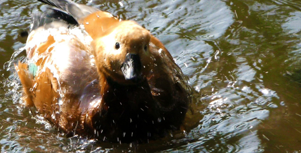 Duck is Cleaning Itself in Lake 1