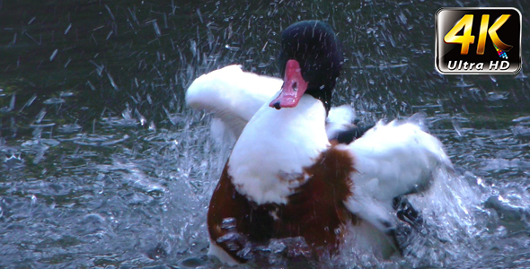 Duck is Cleaning Itself in Lake 2