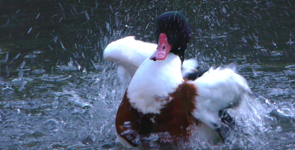 Duck is Cleaning Itself in Lake 2