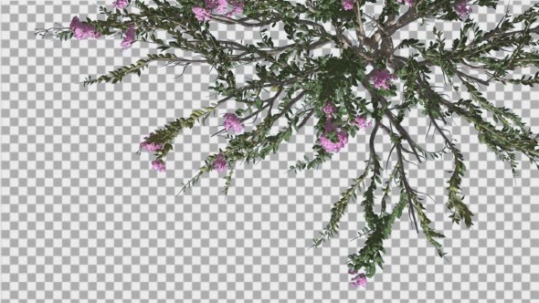 Crape Myrtle Bush Top Down Violet Flowers Green alt