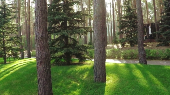 Pine Trees In Park